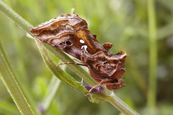 Beautiful Golden Y (Autographa pulchrina), adult. Taken outside Durham. Copyright Keith Dover.