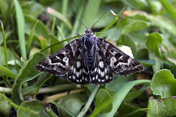 Mother Shipton (Callistege mi), adult. Taken outside Durham. Copyright Keith Dover. Mother Shipton (Callistege mi), adult. Taken outside Durham. Copyright Keith Dover.