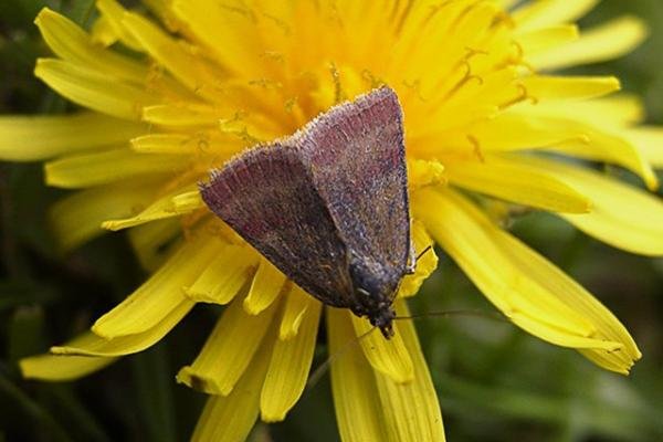 Small Purple-barred (Phytometra viridaria), adult. Taken outside Durham. Copyright Keith Dover. Small Purple-barred (Phytometra viridaria), adult. Taken outside Durham. Copyright Keith Dover.