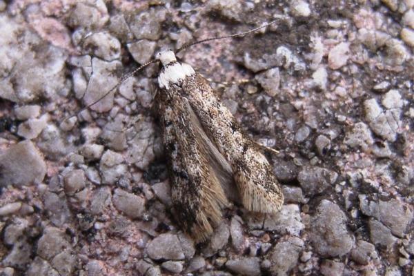 White-shouldered House-moth (Endrosis sarcitrella), adult. Taken outside Durham, 26-05-2005. Copyright Keith Dover. White-shouldered House-moth (Endrosis sarcitrella), adult. Taken outside Durham, 26-05-2005. Copyright Keith Dover.