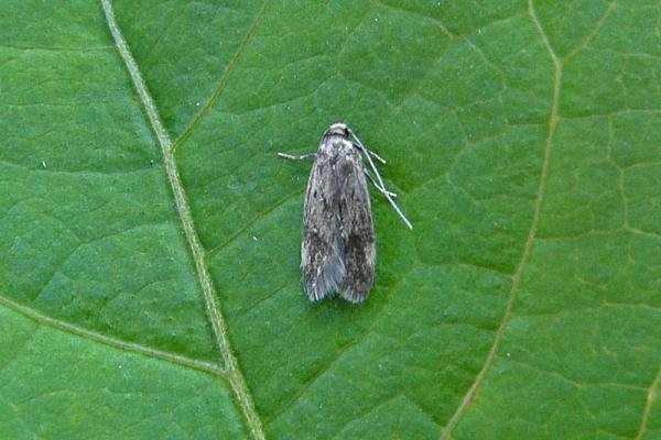 Borkhausenia fuscescens, adult. Chester-le-Street, 27-06-2014. Copyright Keith Dover. Borkhausenia fuscescens, adult. Chester-le-Street, 27-06-2014. Copyright Keith Dover.