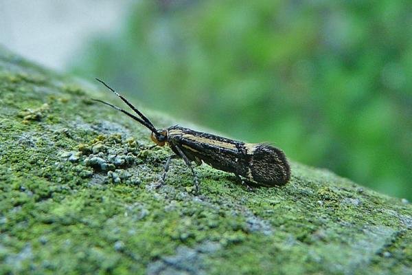 Esperia sulphurella, adult. Chester-le-Street, 30-04-2011. Copyright Keith Dover. Esperia sulphurella, adult. Chester-le-Street, 30-04-2011. Copyright Keith Dover.