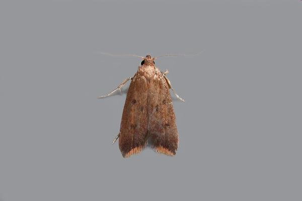 Tachystola acroxantha, adult. Chester-le-Street, 14-09-2020. Copyright Keith Dover. Tachystola acroxantha, adult. Chester-le-Street, 14-09-2020. Copyright Keith Dover.