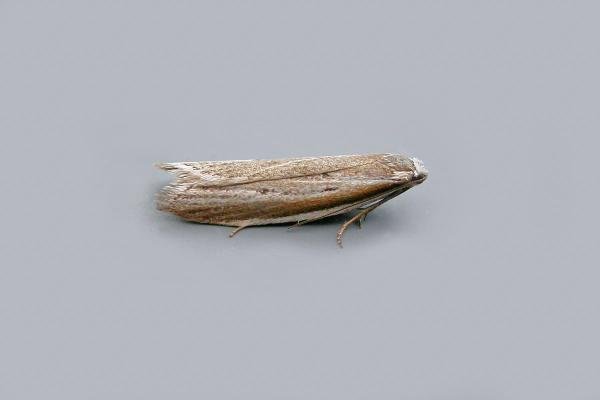 Pleurota bicostella, adult. West Moor Plantation, 24-06-2021. Copyright Keith Dover. Pleurota bicostella, adult. West Moor Plantation, 24-06-2021. Copyright Keith Dover.