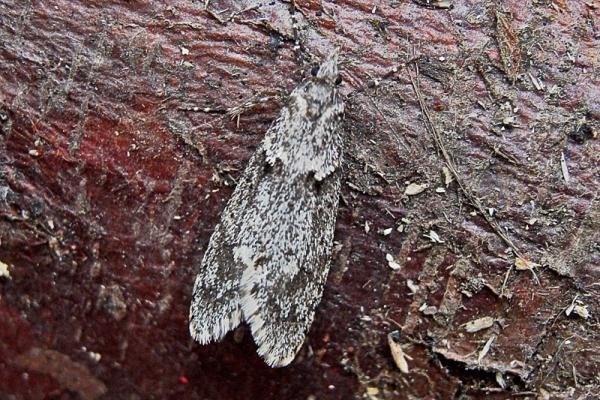Diurnea fagella, adult. Taken outside Durham, 12-03-2007. Copyright Keith Dover. Diurnea fagella, adult. Taken outside Durham, 12-03-2007. Copyright Keith Dover.