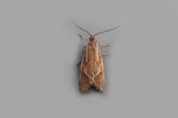 Diurnea lipsiella, adult. Taken outside Durham, 22-10-2018. Copyright Keith Dover. Diurnea lipsiella, adult. Taken outside Durham, 22-10-2018. Copyright Keith Dover.