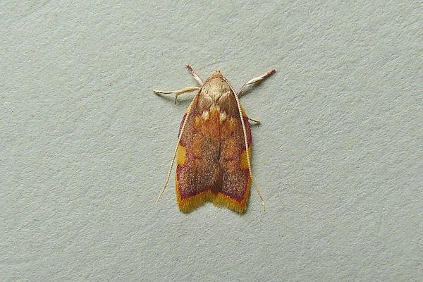 Carcina quercana, adult. Chester-le-Street, 19-07-2013. Copyright Keith Dover. Carcina quercana, adult. Chester-le-Street, 19-07-2013. Copyright Keith Dover.