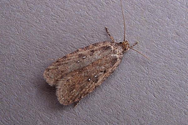 Agonopterix heracliana, adult. Chester-le-Street, 09-03-2007. Copyright Keith Dover. Agonopterix heracliana, adult. Chester-le-Street, 09-03-2007. Copyright Keith Dover.