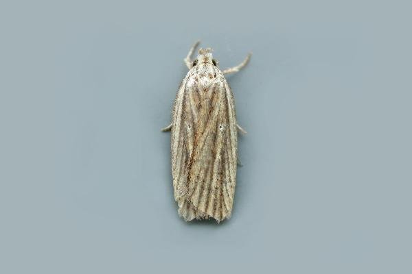 Agonopterix umbellana, adult. Taken outside Durham, 16-08-2018. Copyright Keith Dover. Agonopterix umbellana, adult. Taken outside Durham, 16-08-2018. Copyright Keith Dover.