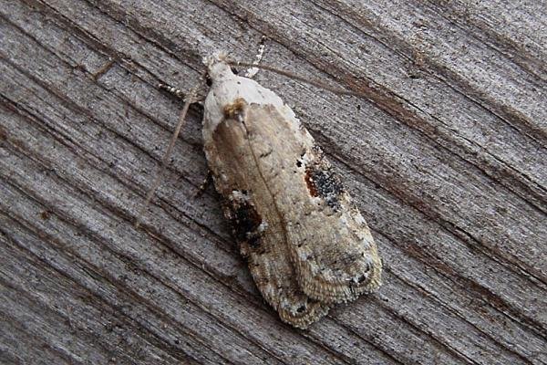 Agonopterix alstromeriana, adult. Chester-le-Street, 19-09-2007. Copyright Keith Dover. Agonopterix alstromeriana, adult. Chester-le-Street, 19-09-2007. Copyright Keith Dover.