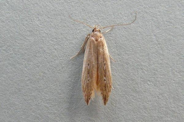 Limnaecia phragmitella, adult. Chester-le-Street, 25-07-2013. Copyright Keith Dover. Limnaecia phragmitella, adult. Chester-le-Street, 25-07-2013. Copyright Keith Dover.