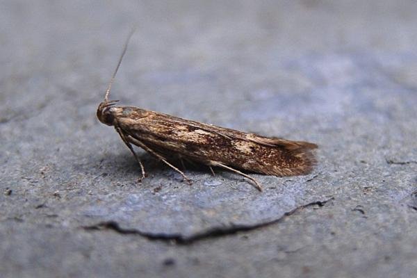 Monochroa lucidella, adult. Chester-le-Street, 13-07-2005. Copyright Keith Dover. Monochroa lucidella, adult. Chester-le-Street, 13-07-2005. Copyright Keith Dover.