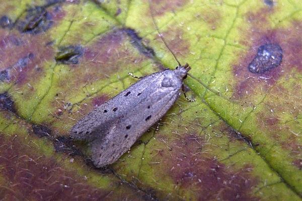 Athrips mouffetella, adult. Chester-le-Street, 16-07-2007. Copyright Keith Dover. Athrips mouffetella, adult. Chester-le-Street, 16-07-2007. Copyright Keith Dover.