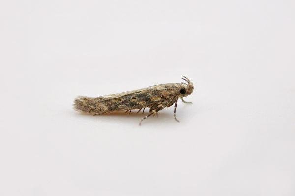 Beet Moth (Scrobipalpa ocellatella), adult. Chester-le-Street. Copyright Keith Dover. Beet Moth (Scrobipalpa ocellatella), adult. Chester-le-Street. Copyright Keith Dover.