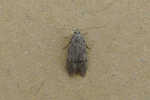 Teleiodes vulgella, adult. Chester-le-Street, 22-07-2008. Copyright Keith Dover. Teleiodes vulgella, adult. Chester-le-Street, 22-07-2008. Copyright Keith Dover.