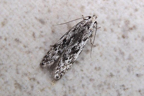 Carpatolechia proximella, adult. Chester-le-Street, 18-06-2007. Copyright Keith Dover. Carpatolechia proximella, adult. Chester-le-Street, 18-06-2007. Copyright Keith Dover.