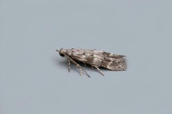 Exoteleia dodecella, adult. Taken outside Durham, 30-06-2020. Copyright Keith Dover. Exoteleia dodecella, adult. Taken outside Durham, 30-06-2020. Copyright Keith Dover.