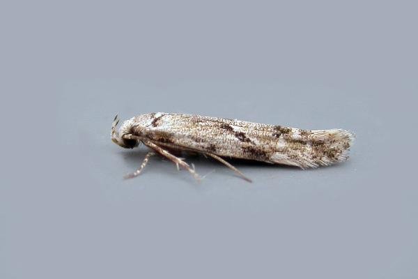 Stenolechia gemmella, adult. Chester-le-Street, 04-09-2021. Copyright Keith Dover. Stenolechia gemmella, adult. Chester-le-Street, 04-09-2021. Copyright Keith Dover.