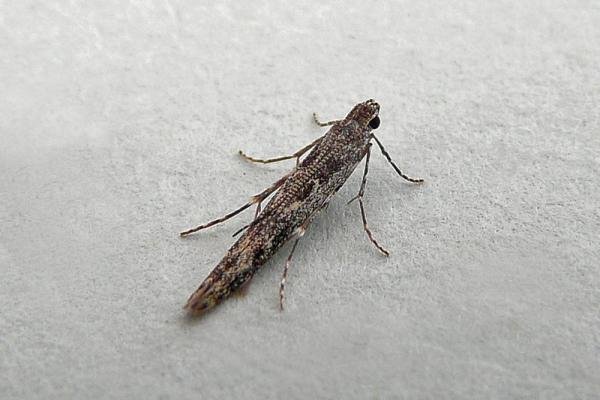 Batrachedra praeangusta, adult. Chester-le-Street, 25-07-2012. Copyright Keith Dover. Batrachedra praeangusta, adult. Chester-le-Street, 25-07-2012. Copyright Keith Dover.