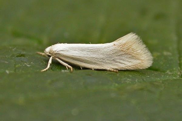 Elachista argentella, adult. Taken outside Durham, 10-06-2009. Copyright Keith Dover. Elachista argentella, adult. Taken outside Durham, 10-06-2009. Copyright Keith Dover.