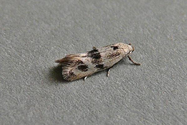 Elachista maculicerusella, adult. Taken outside Durham, 01-08-2009. Copyright Keith Dover. Elachista maculicerusella, adult. Taken outside Durham, 01-08-2009. Copyright Keith Dover.