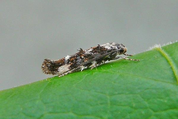 Mompha conturbatella, adult. Chester-le-Street, 30-07-2013. Copyright Keith Dover.