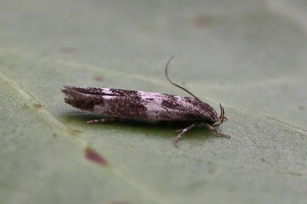 Mompha subbistrigella, adult. Chester-le-Street, 19-06-2015. Copyright Keith Dover.