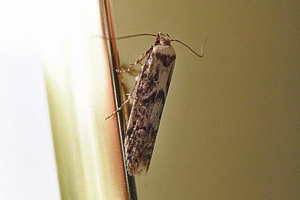 Blastobasis adustella, adult. Chester-le-Street, 17-07-2007. Copyright Keith Dover.