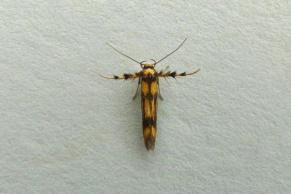 Stathmopoda pedella, adult. Framwellgate Moor, 25-07-2012. Copyright Keith Dover.