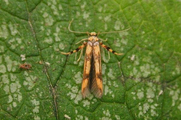 Stathmopoda pedella, adult. Chester-le-Street, 22-06-2025. Copyright Keith Dover.
