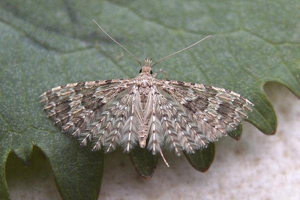 Many-plumed Moth (Alucita hexadactyla), adult. Chester-le-Street, 23-04-2007. Copyright Keith Dover. Many-plumed Moth (Alucita hexadactyla), adult. Chester-le-Street, 23-04-2007. Copyright Keith Dover.