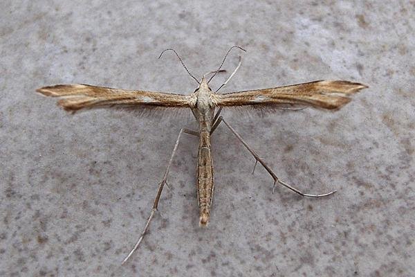 Tansy Plume (Gillmeria ochrodactyla), adult. Chester-le-Street, 19-06-2007. Copyright Keith Dover. Tansy Plume (Gillmeria ochrodactyla), adult. Chester-le-Street, 19-06-2007. Copyright Keith Dover.