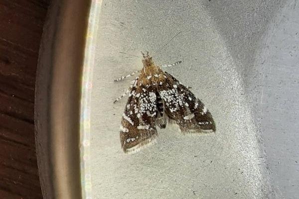 Prochoreutis myllerana, adult. Taken outside Durham, 10-08-2021. Copyright Keith Dover. Prochoreutis myllerana, adult. Taken outside Durham, 10-08-2021. Copyright Keith Dover.