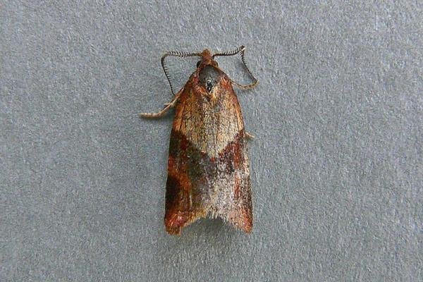 Philedone gerningana, adult. Chester-le-Street, 11-07-2010. Copyright Keith Dover. Philedone gerningana, adult. Chester-le-Street, 11-07-2010. Copyright Keith Dover.