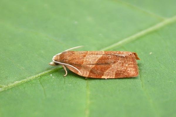 Pandemis cinnamomeana, adult. Taken outside Durham, 21-07-2021. Copyright Keith Dover. Pandemis cinnamomeana, adult. Taken outside Durham, 21-07-2021. Copyright Keith Dover.