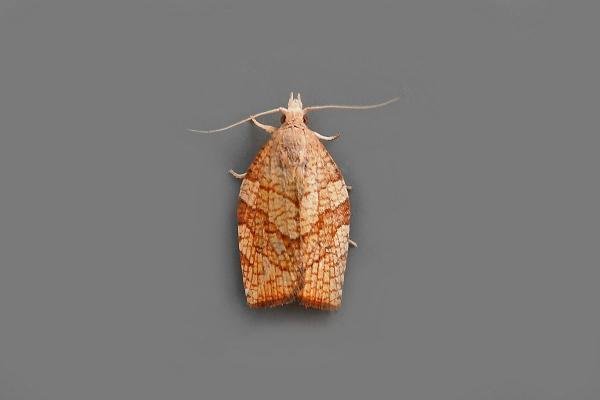 Chequered Fruit-tree Tortrix (Pandemis corylana), adult. Chester-le-Street, 16-08-2017. Copyright Keith Dover. Chequered Fruit-tree Tortrix (Pandemis corylana), adult. Chester-le-Street, 16-08-2017. Copyright Keith Dover.