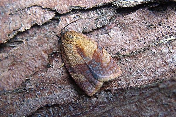 Carnation Tortrix (Cacoecimorpha pronubana), adult. Chester-le-Street, 19-09-2007. Copyright Keith Dover. Carnation Tortrix (Cacoecimorpha pronubana), adult. Chester-le-Street, 19-09-2007. Copyright Keith Dover.