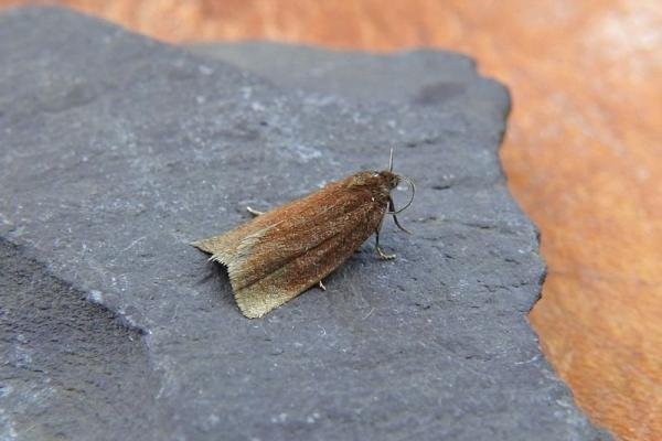 Bilberry Tortrix (Aphelia viburnana), adult. Chester-le-Street, 19-06-2017. Copyright Keith Dover. Bilberry Tortrix (Aphelia viburnana), adult. Chester-le-Street, 19-06-2017. Copyright Keith Dover.