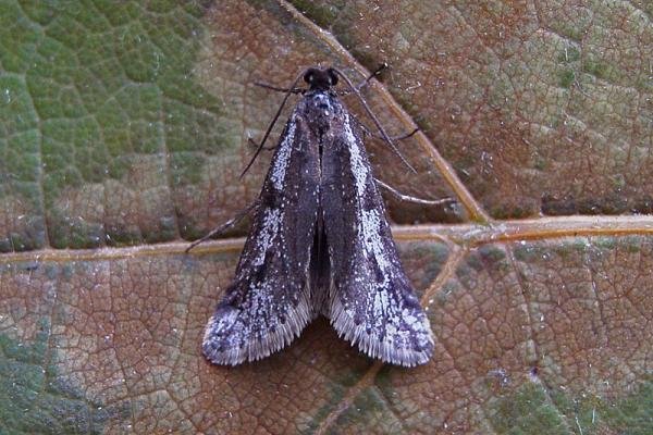Exapate congelatella, adult. Chester-le-Street, 01-11-2007. Copyright Keith Dover. Exapate congelatella, adult. Chester-le-Street, 01-11-2007. Copyright Keith Dover.