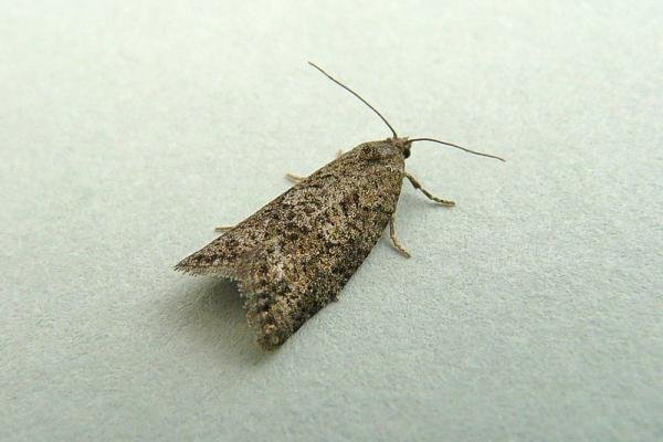 Flax Tortrix (Cnephasia asseclana), adult. Chester-le-Street, 23-07-2013. Copyright Keith Dover. Flax Tortrix (Cnephasia asseclana), adult. Chester-le-Street, 23-07-2013. Copyright Keith Dover.