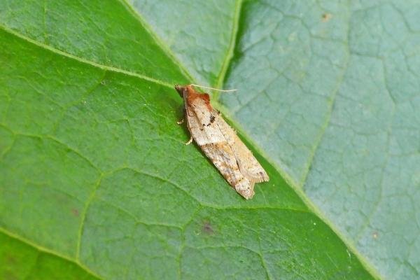 Acleris laterana, adult. Taken outside Durham. Copyright Keith Dover. Acleris laterana, adult. Taken outside Durham. Copyright Keith Dover.