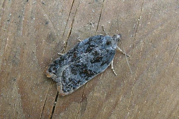 Garden Rose Tortrix (Acleris variegana), adult. Taken outside Durham, 06-10-2005. Copyright Keith Dover. Garden Rose Tortrix (Acleris variegana), adult. Taken outside Durham, 06-10-2005. Copyright Keith Dover.