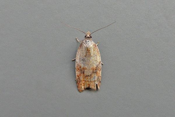 Acleris aspersana, adult. Ireshopeburn, 13-09-2014. Copyright Keith Dover. Acleris aspersana, adult. Ireshopeburn, 13-09-2014. Copyright Keith Dover.