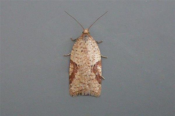 Acleris ferrugana, adult. Taken outside Durham, 14-03-2009. Copyright Keith Dover. Acleris ferrugana, adult. Taken outside Durham, 14-03-2009. Copyright Keith Dover.