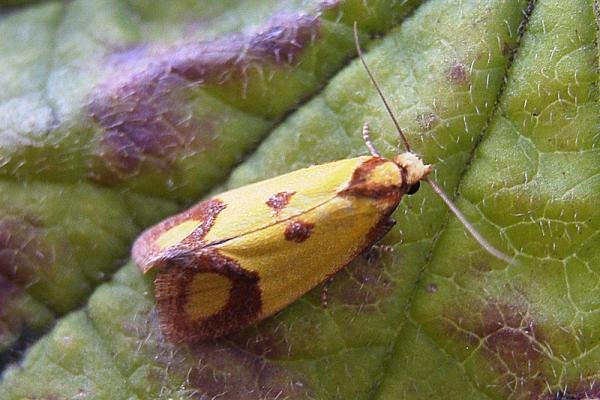 Agapeta zoegana, adult. Taken outside Durham, 19-07-2007. Copyright Keith Dover.