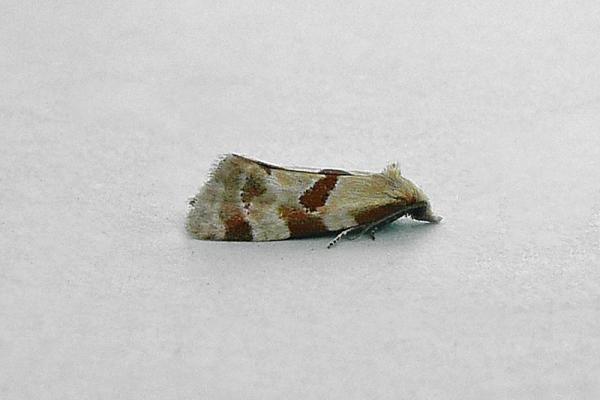 Aethes cnicana, adult. Taken outside Durham, 07-07-2013. Copyright Keith Dover. Aethes cnicana, adult. Taken outside Durham, 07-07-2013. Copyright Keith Dover.