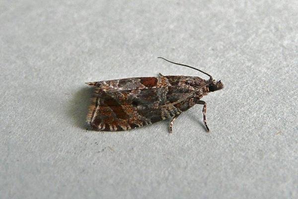 Celypha cespitana, adult. Taken outside Durham, 18-07-2013. Copyright Keith Dover. Celypha cespitana, adult. Taken outside Durham, 18-07-2013. Copyright Keith Dover.