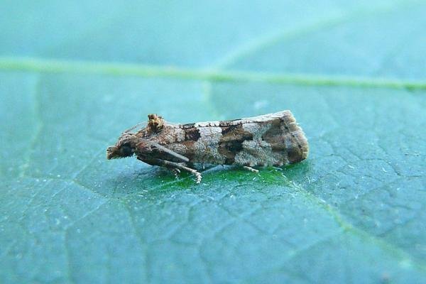 Lobesia littoralis, adult. Chester-le-Street, 03-09-2013. Copyright Keith Dover. Lobesia littoralis, adult. Chester-le-Street, 03-09-2013. Copyright Keith Dover.
