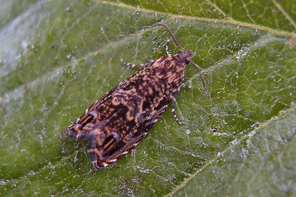 Cherry Bark Tortrix (Enarmonia formosana), adult. Chester-le-Street, 18-06-2006. Copyright Keith Dover.