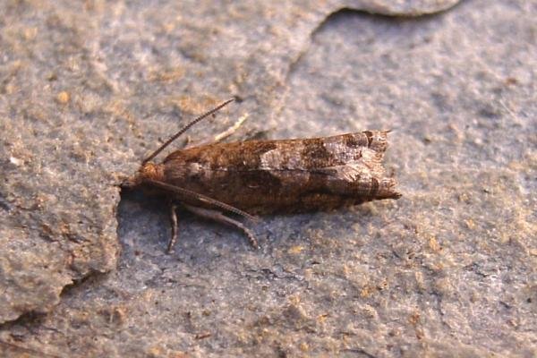 Holly Tortrix (Rhopobota naevana), adult. Chester-le-Street, 06-08-2007. Copyright Keith Dover.